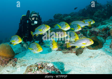 Rebreather Diver e secca di sweetlips orientali (Plectorhinchus orientalis / vittatus) Maldive, Oceano Indiano Foto Stock