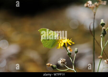 Comune di brimstone su un fiore nettare di aspirazione Foto Stock