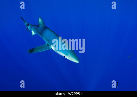 Verdesca (Prionace glauca) isola Pico, Azzorre, Portogallo, Oceano Atlantico, Luglio Foto Stock