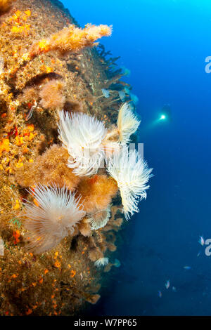 Scuba Diver esplorare Viana relitto, lo scafo è coperto con tubo a spirale-worm (Sabella spallanzani). Elica di Viana, relitto di una nave impostato sul fuoco nel porto di Horta. Nel tentativo di contenere l'incendio, la barca è stata affondata ci. Dopo pochi mesi, il recipiente è stato riparato a galleggiante e trasportati verso il luogo in cui essa è stata infine affondato. Isola di Faial, Azzorre, Portogallo, Oceano Atlantico, Luglio 2012 Foto Stock