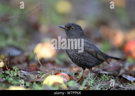 Merlo (Turdus merula) femmina tra manna mele. Foto Stock