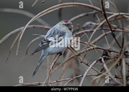 Hornemann's Redpoll artico (Carduelis hornemanni hornemanni). Aldeburgh, Suffolk, Regno Unito, dicembre. Foto Stock