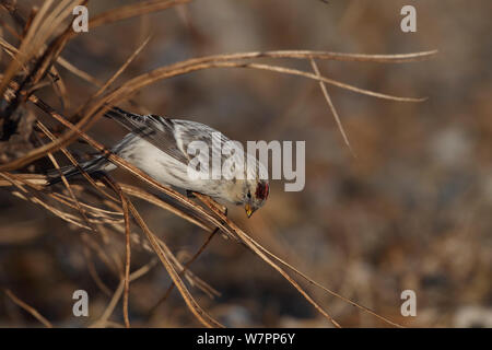 Hornemann's Redpoll artico (Carduelis hornemanni hornemanni). Aldeburgh, Suffolk, Regno Unito, dicembre. Foto Stock