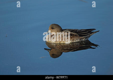 Wigeon (Anas penelope) femmina, Buckenham paludi RSPB, Norfolk, Regno Unito, dicembre Foto Stock