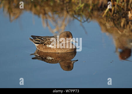 Wigeon (Anas penelope) femmina, Buckenham paludi RSPB, Norfolk, Regno Unito, dicembre Foto Stock