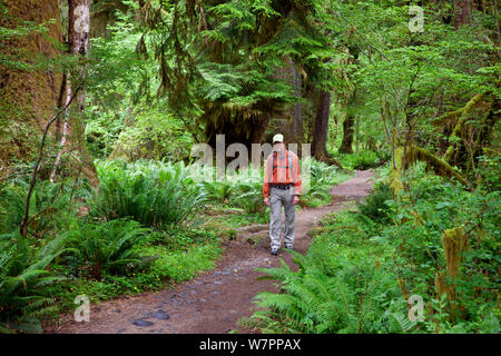 Gli escursionisti a piedi sull'Hoh River Trail nel Parco Nazionale di Olympic. Washington, Stati Uniti d'America, Luglio. Modello rilasciato. Foto Stock