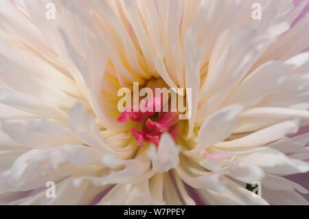 White peonia (Paeonia officinalis) closeup Foto Stock