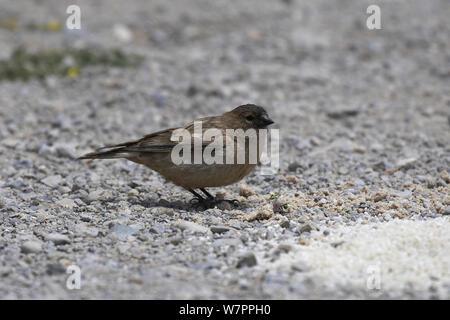 Brandt Mountain Finch (Leucosticte brandti) sul suolo, Moncier, nei pressi del Monte Kailash, Tibet. Giugno Foto Stock
