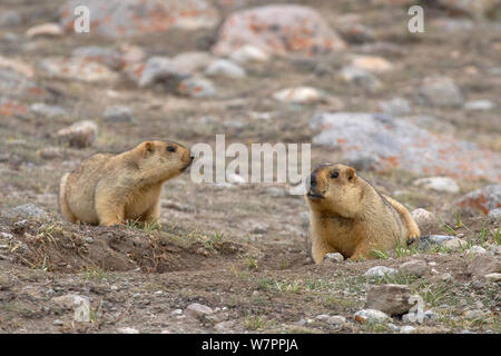 L'Himalayan marmotta (Marmota himalayana) due vicino burrow ingresso, Monte Kailash, Tibet Foto Stock