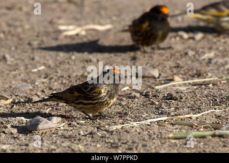 Rosso / Fire fronteggiata Serin (Serinus pusillus) alimentazione sul terreno, Hilsa Nepal / Tibet varcare il confine. Giugno Foto Stock