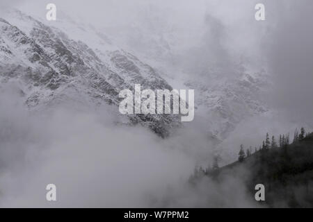 Neve e coperte di pini colline del Karnali River Valley avvolto nella nube bassa, vicino Nanang La pass, Regione Humla, Nepal. Giugno 2010 Foto Stock