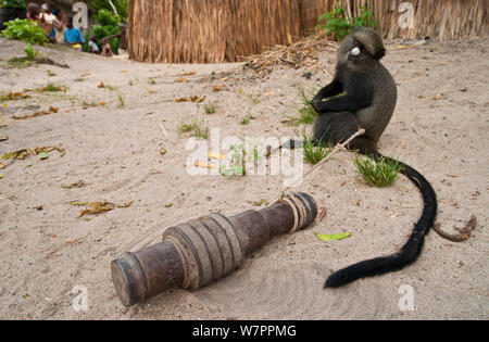 Becchi Putty monkey (Cercopithecus nictitans nictitans) giovani femmine legata a un pesante vecchio veicolo motore parte è tenuto prigioniero in un villaggio vicino alla foresta. La madre era stata uccisa da un cacciatore, il che significa che il ragazzo è mantenuto come pet e play-cosa fino a quando abbastanza vecchio per essere mangiato. Gli agenti infettivi sono in grado di passare da tali serbatoi animali nell'umanità. "Zoonosi' è responsabile per il trasferimento del virus HIV da primati per gli esseri umani, che conduce alla malattia AIDS nelle persone. Bayanga Dzanga-Ndoki vicino Parco Nazionale, Repubblica Centrale Africana Foto Stock