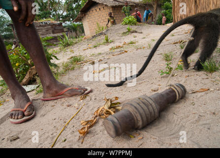 Becchi Putty monkey (Cercopithecus nictitans nictitans) giovani femmine legata a un pesante vecchio veicolo motore parte è tenuto prigioniero in un villaggio vicino alla foresta. La madre era stata uccisa da un cacciatore, il che significa che il ragazzo è mantenuto come pet e play-cosa fino a quando abbastanza vecchio per essere mangiato. Gli agenti infettivi sono in grado di passare da tali serbatoi animali nell'umanità. "Zoonosi' è responsabile per il trasferimento del virus HIV da primati per gli esseri umani, che conduce alla malattia AIDS nelle persone. Bayanga Dzanga-Ndoki vicino Parco Nazionale, Repubblica Centrale Africana Foto Stock