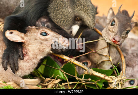 La carcassa di un naso Putty monkey (Cercopithecus nictitans nictitans) e blu duiker (Cephalophus monticola) sono poste dal cacciatore per il fotografo durante un cacciatore di rottura di trasporto. Questa carne di animali selvatici è intitolata al più vicino mercato per la vendita e la domanda supera l'offerta, mettendo grande pressione designata parchi e riserve e cancellando le popolazioni animali in zone boschive che non hanno alcuna protezione formale. A Bayanga Lidjombo road, vicino Dzanga-Ndoki National Park, Repubblica Centrale Africana Foto Stock