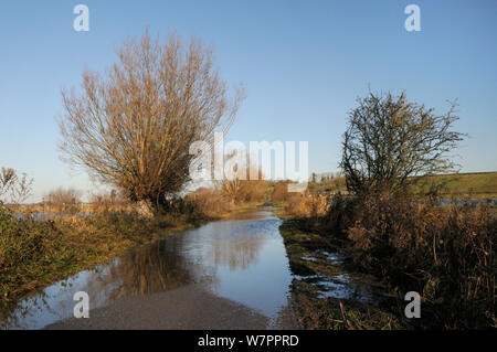 Allagata strada che conduce al giuramento del Somerset livelli, dopo settimane di pioggia pesante, vicino Langport, Regno Unito, dicembre 2012. Foto Stock