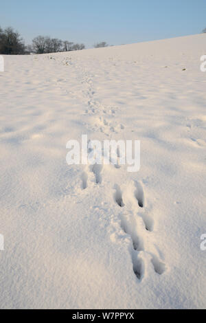 Orme di unione lepre (Lepus europaeus) nella neve collina coperta di pascoli, nel tardo pomeriggio di luce, Tadwick, vasca da bagno e nel nord-est Somerset, Regno Unito, Gennaio 2013 Foto Stock