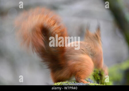 Red scoiattolo (Sciurus vulgaris) sfocato vista posteriore, Allier, Avergna Francia, Marzo Foto Stock