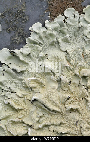 Il Lichen (Clairmont caperata) fino in prossimità della superficie, sulla pietra tombale, Devon, Inghilterra, Luglio Foto Stock