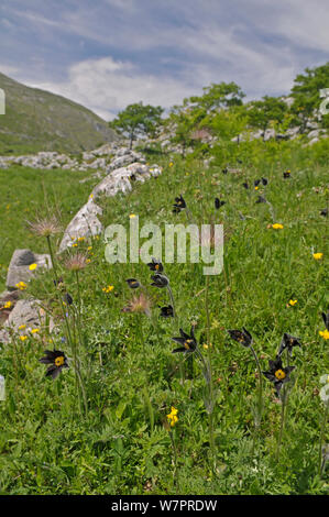 "Pasque Flower (Pulsatilla rubra ssp. hispanica) con seedheads, Picos de Europa, Spagna, Giugno Foto Stock