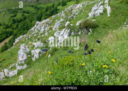 "Pasque Flower (Pulsatilla rubra ssp. hispanica) Picos de Europa, Spagna, Giugno Foto Stock