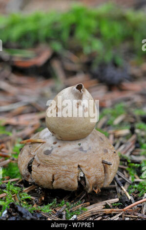 Sessili Earthstar Fungo (Geastrum fimbriatum) cresce sotto i larici, Surrey, Novembre Foto Stock