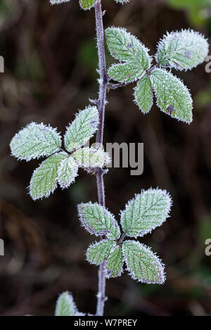 Selvatica Rovo (Rubus fruticosa) lascia coperte in rime frost, Inghilterra, Dicembre Foto Stock