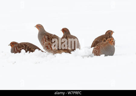 Inglese starna (Perdix perdix) gruppo di cinque uccelli sulla neve coperto campo, Norfolk, Inghilterra, Gennaio Foto Stock