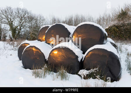 Haylage balle avvolte in plastica nera, con una copertura di neve, Norfolk, Inghilterra, Gennaio Foto Stock