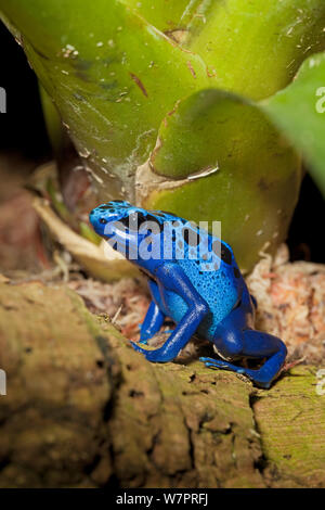 Blue Poison Dart (Rana Dendrobates azureus / tinctorius) captive dal Sud America Foto Stock