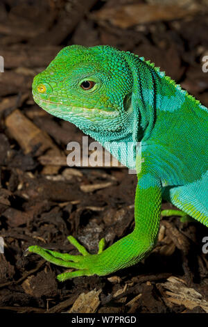 Isole Figi nastrare Iguana (Brachylophus bulabula) captive dal centro di Figi, specie in via di estinzione. Nuove specie scoperto nel 2008. Foto Stock