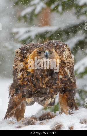 Aquila reale (Aquila chrysaetos) con un becco pieno di Red Fox (Vulpes vulpes vulpes) pelo, mentre l'alimentazione su fox carcassa durante una pesante caduta di neve. Kuusamo, Finlandia, Marzo. Foto Stock