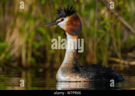 Australasian crested grebe (Podiceps cristatus australis) in allevamento piumaggio sull'acqua. Il lago di Alexandrina, Mackenzie Basin, South Island, in Nuova Zelanda, gennaio. Foto Stock