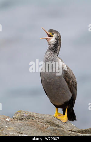 Avvistato Shag (Phalacrocorax punctatus) appollaiato sulla roccia con becco aperto. Punto Katiki, Moeraki, Otago, South Island, in Nuova Zelanda, gennaio. Foto Stock