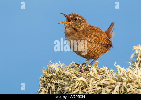 Shetland wren (Troglodytes troglodytes zetlandicus) cantare. Le Isole Shetland Scozia, Luglio. Foto Stock