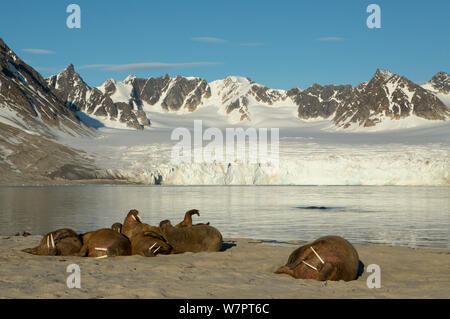 Tricheco (Odobenus rosmarus) colonia, Svalbard, Norvegia, Luglio. Ex libris da Danny Green " Il Lungo Viaggio Verso nord' Foto Stock