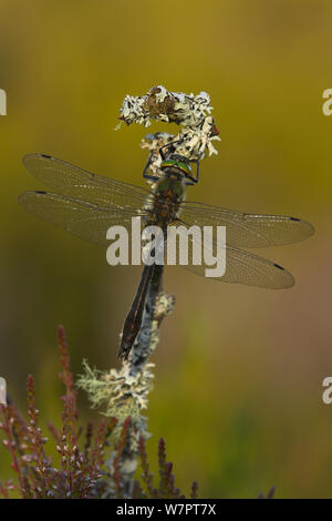 Roverella libellula smeraldo (Cordulia aenea) maschio in appoggio sul ramoscello con il lichen, Glen Affric, Scozia, luglio . Ex libris da Danny Green " Il Lungo Viaggio Verso nord' Foto Stock