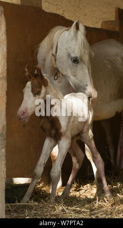 Un neonato Kathiawari horse colt si alza per la prima volta dal suo cavallo Kathiawari madre, Porbandar, Gujarat, India. Foto Stock