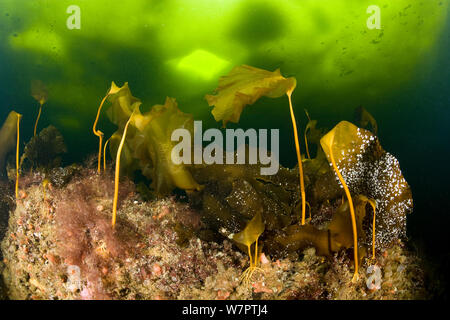 Kelp (Laminaria sp) sotto il ghiaccio con taglio immersioni subacquee sono visibili i fori di cui sopra, a nord del circolo polare artico Dive Center, Mare Bianco, Carelia, Russia settentrionale Foto Stock