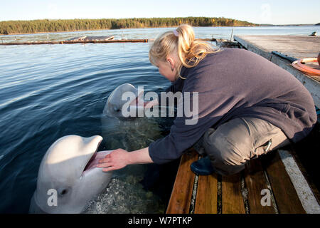 Beluga (Delphinapterus leucas) essendo alimentato a mano da Maria il trainer, Circolo Polare Artico Dive Center, Mare Bianco, Carelia, Russia settentrionale, marzo 2010, captive Foto Stock