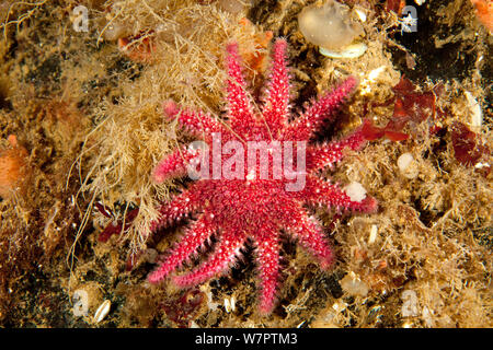 Sunstar comune (Crossaster papposus), a nord del circolo polare artico Dive Center, Mare Bianco, Carelia, Russia settentrionale Foto Stock