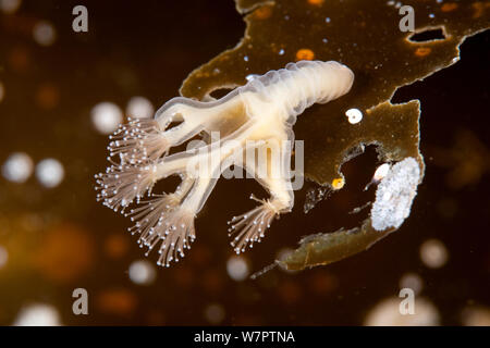 Sgambate meduse (Lucernaria quadricornis) a nord del circolo polare artico Dive Center, Mare Bianco, Carelia, Russia settentrionale Foto Stock
