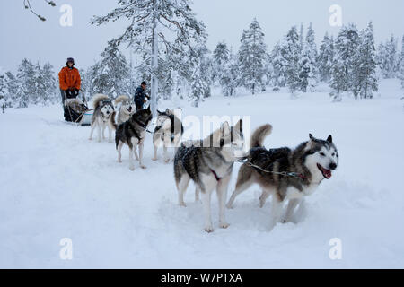 Siberian Husky cane team slitta di trascinamento all'interno di Riisitunturi National Park, Lapponia, Finlandia Foto Stock