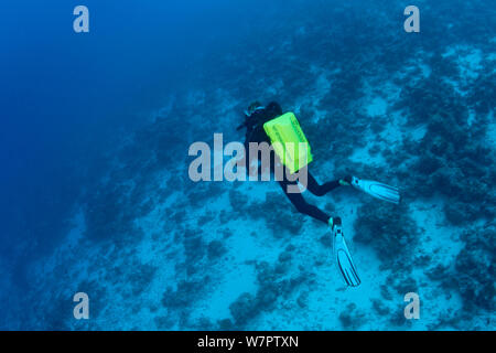 Rebreather Diver sulla barriera corallina, Maldive, Oceano Indiano Foto Stock