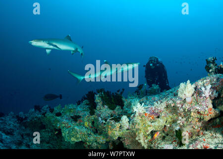 Scuba Diver orologi Whitetip due squali di barriera (Triaenodon obesus) oltre il reef, Maldive, Oceano Indiano Foto Stock