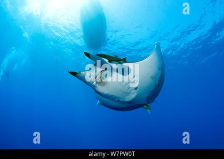 Diavolo ray (Mobula tarapacana) visto dal di sotto, principessa Alice Bank, isola Pico, Azzorre, Portogallo, Oceano Atlantico Foto Stock