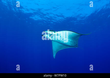 Diavolo ray (Mobula tarapacana) visto dal di sotto, principessa Alice Bank, isola Pico, Azzorre, Portogallo, Oceano Atlantico Foto Stock