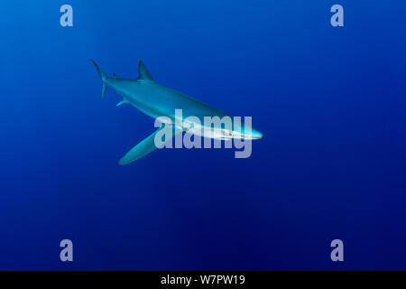 Grande verdesca (Prionace glauca), isola Pico, Azzorre, Portogallo, Oceano Atlantico Foto Stock