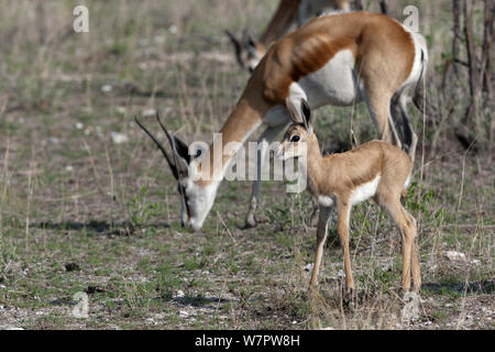 Springbok (Antidorcas marsupialis) la madre e il giovane, il Parco Nazionale di Etosha, Namibia Foto Stock