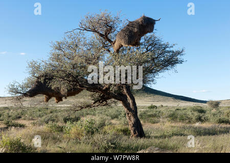 Nido di socievole weaver (Philetairus socius) Namib-Naukluft National Park, Namib Desert, Namibia Foto Stock