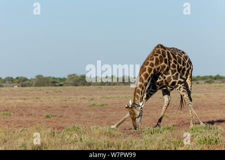 Sud Africa (giraffa Giraffa camelopardalis giraffa) maschio bere, il Parco Nazionale di Etosha, Namibia Foto Stock